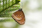 Common Crow Butterfly