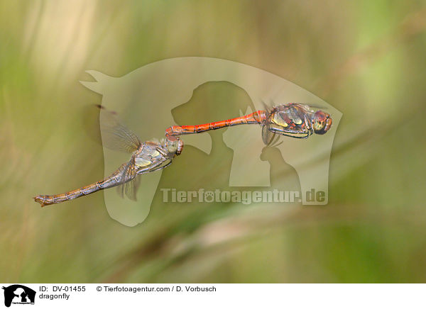 Groe Heidelibelle / dragonfly / DV-01455