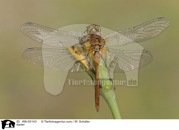 Groe Heidelibelle / darter / WS-05143