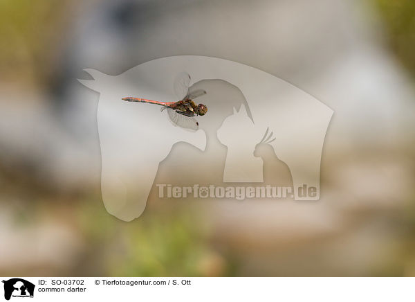 Groe Heidelibelle / common darter / SO-03702