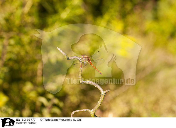 Groe Heidelibelle / common darter / SO-03777