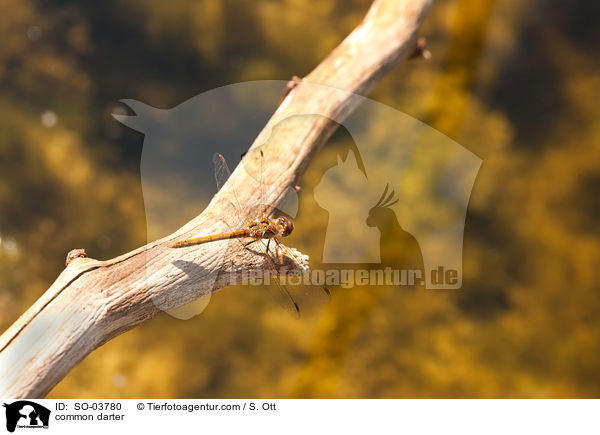 Groe Heidelibelle / common darter / SO-03780