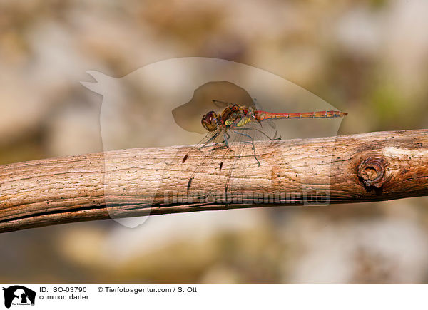 Groe Heidelibelle / common darter / SO-03790