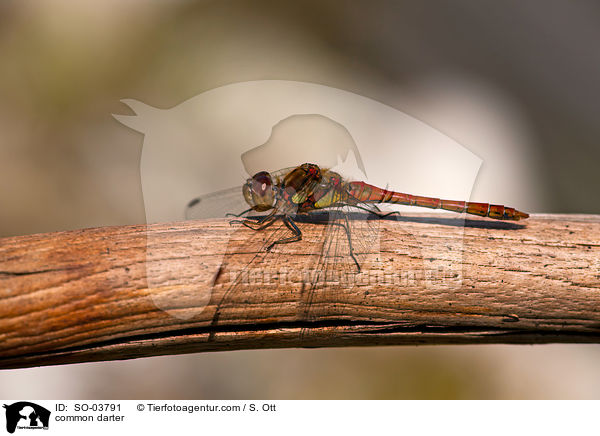 Groe Heidelibelle / common darter / SO-03791