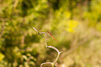 common darter