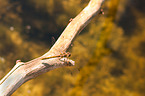 common darter