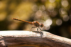 common darter