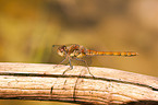 common darter