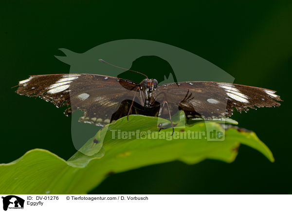 Gewhnliche Eierfliege / Eggyfly / DV-01276