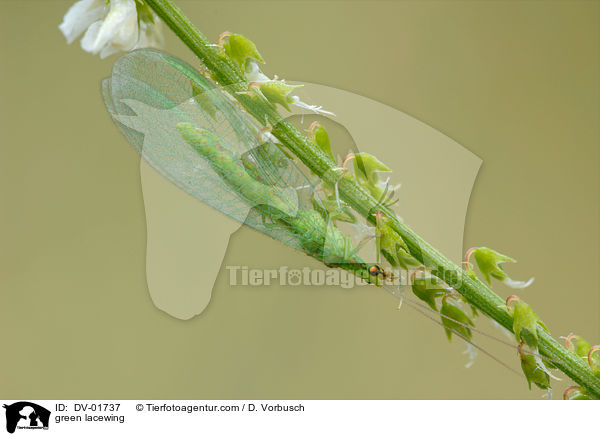 Gemeine Florfliege / green lacewing / DV-01737