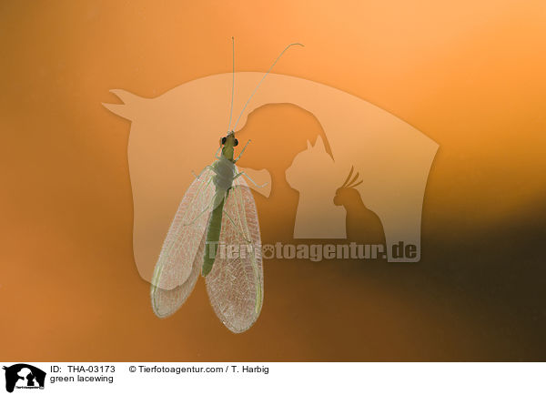 Gemeine Florfliege / green lacewing / THA-03173