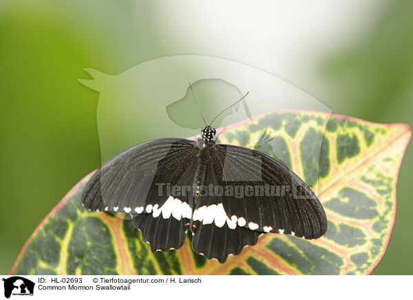 Common Mormon Swallowtail / HL-02693