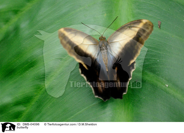 Blauer Morphofalter / butterfly / DMS-04096