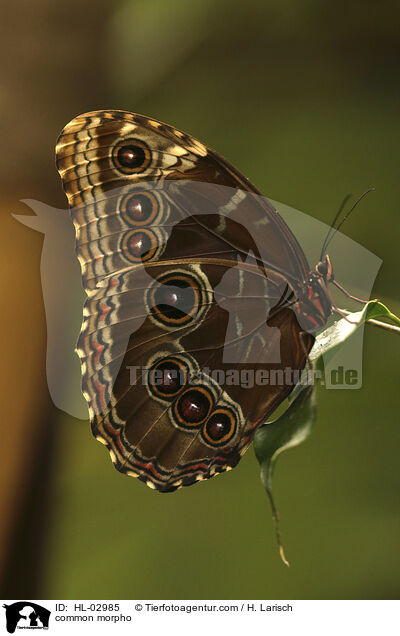 Blauer Morphofalter / common morpho / HL-02985