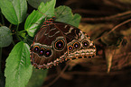 common morpho