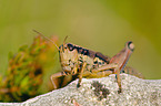 Grashopper