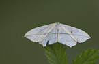common pink-barred