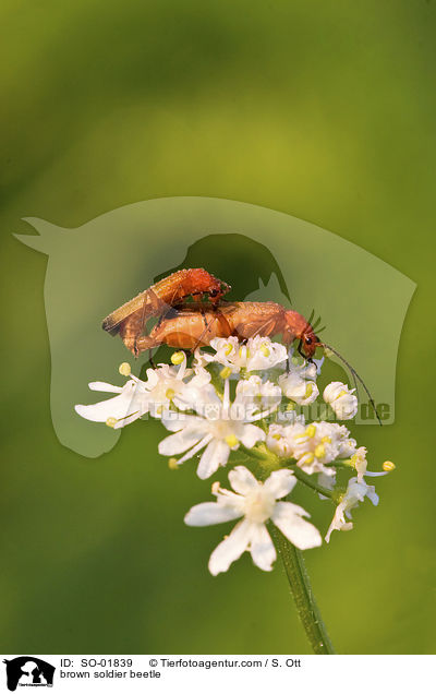 Brauner Weichkfer / brown soldier beetle / SO-01839