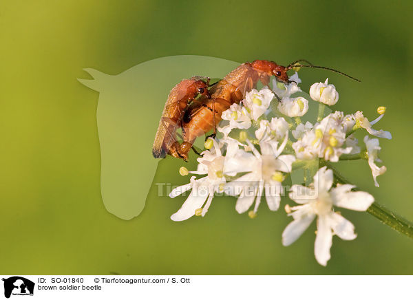 brown soldier beetle / SO-01840