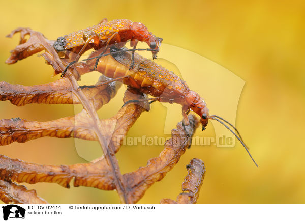 Rote Weichkfer / soldier beetles / DV-02414