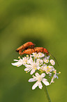 brown soldier beetle