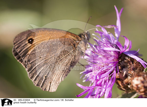 great heath butterfly / WS-03994