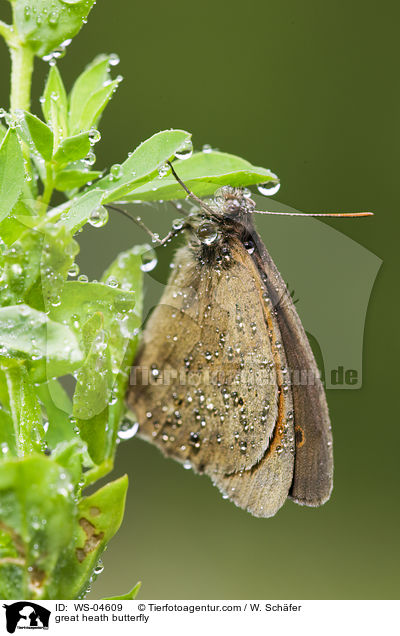 great heath butterfly / WS-04609