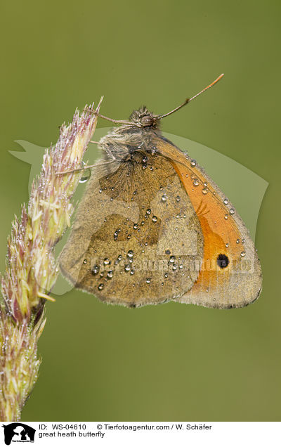 great heath butterfly / WS-04610