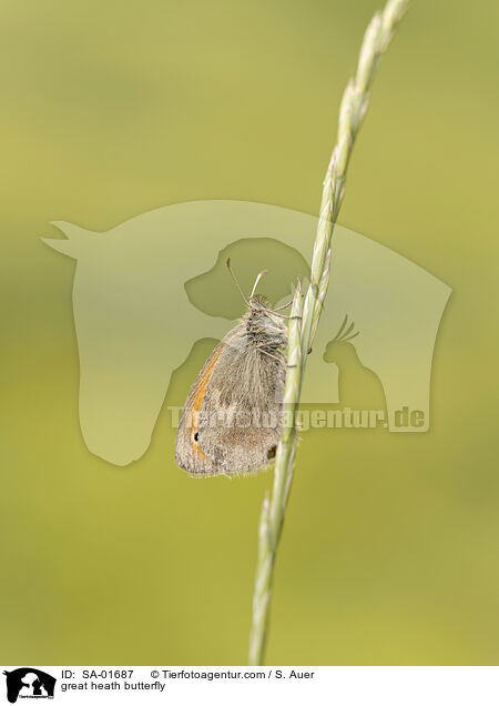 great heath butterfly / SA-01687