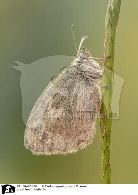great heath butterfly / SA-01688