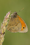 great heath butterfly