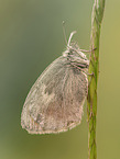 great heath butterfly