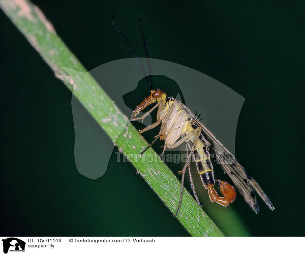 scorpion fly / DV-01143