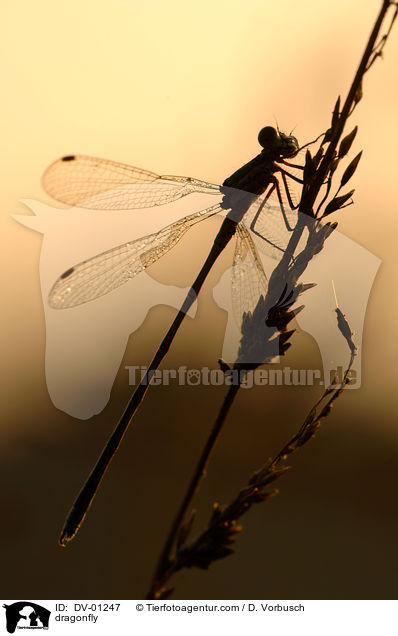 Gemeine Binsenjungfer / dragonfly / DV-01247