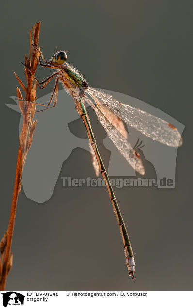 Gemeine Binsenjungfer / dragonfly / DV-01248