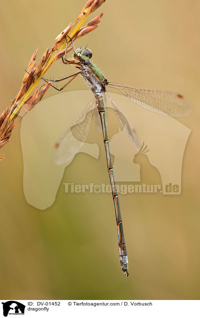 Gemeine Binsenjungfer / dragonfly / DV-01452
