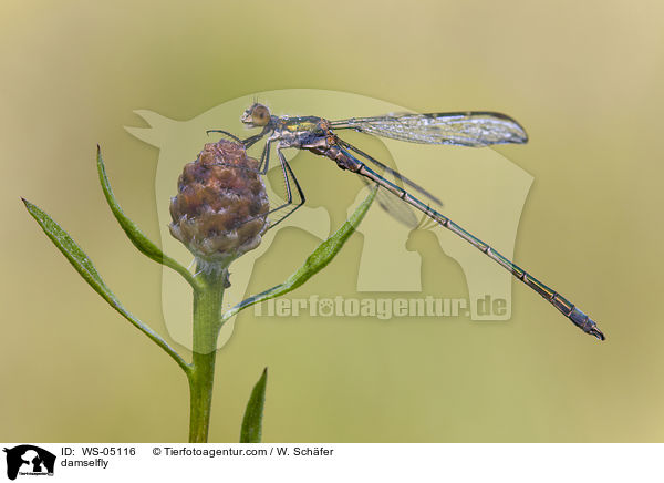 Gemeine Binsenjungfer / damselfly / WS-05116