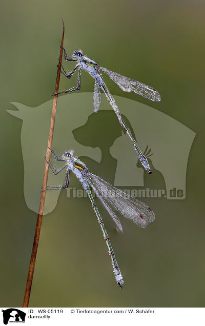 Gemeine Binsenjungfer / damselfly / WS-05119