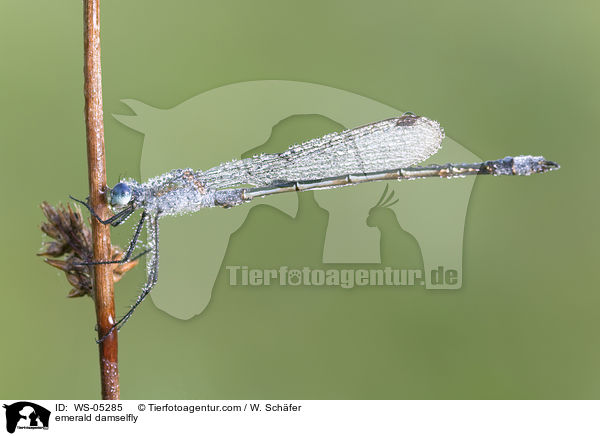 Gemeine Binsenjungfer / emerald damselfly / WS-05285