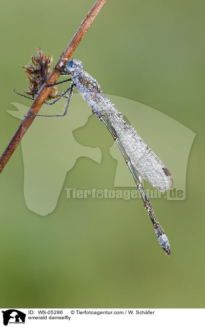 emerald damselfly / WS-05286