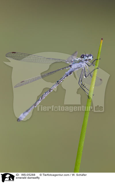 Gemeine Binsenjungfer / emerald damselfly / WS-05288