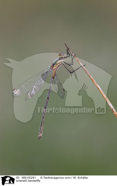 Gemeine Binsenjungfer / emerald damselfly / WS-05291