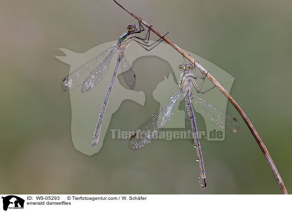 Gemeine Binsenjungfern / emerald damselflies / WS-05293