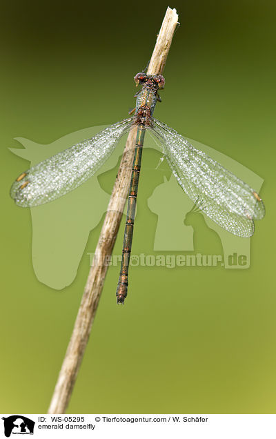 emerald damselfly / WS-05295