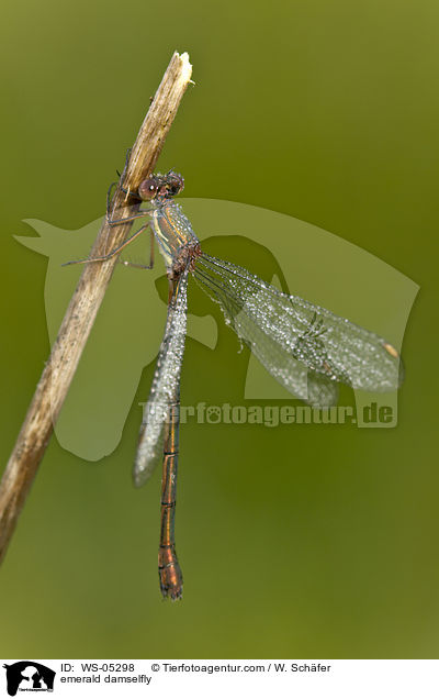 Gemeine Binsenjungfer / emerald damselfly / WS-05298