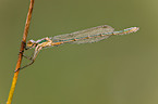 emerald damselfly