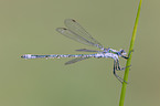 emerald damselfly