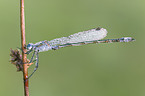 emerald damselfly