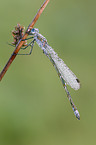 emerald damselfly