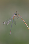 emerald damselfly